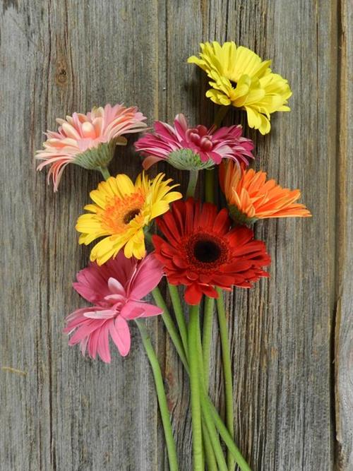 ASSORTED GERBERAS